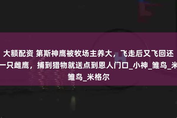 大额配资 第斯神鹰被牧场主养大，飞走后又飞回还带来一只雌鹰，捕到猎物就送点到恩人门口_小神_雏鸟_米格尔